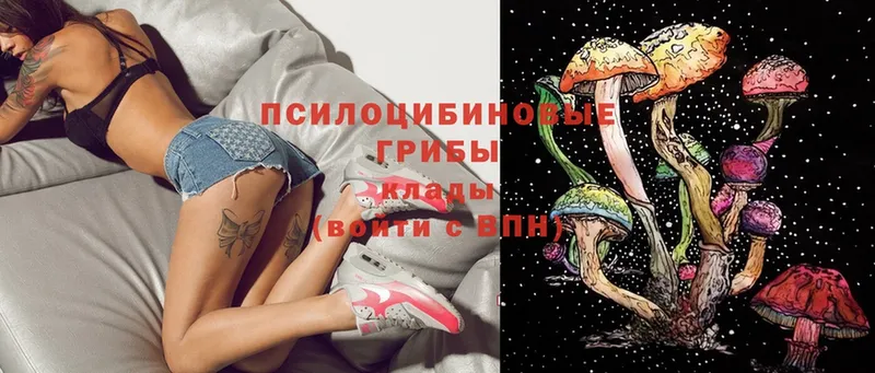 где можно купить   Белая Холуница  Галлюциногенные грибы Psilocybe 